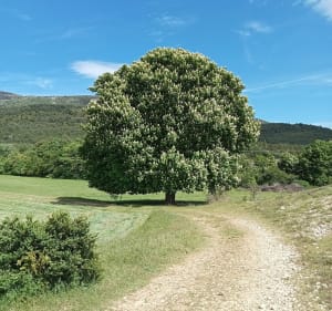 Plateau de Vincel - Moustiers-Sainte-Marie - 4