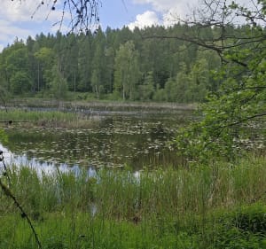 Rezerwat Kamienna Buczyna Jezioro Ińsko - Ińsko - 4