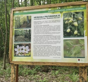 Rezerwat Kamienna Buczyna Jezioro Ińsko - Ińsko - 5