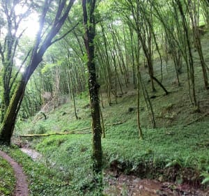 Sentier de Jouqueviel - Jean-michel - 4