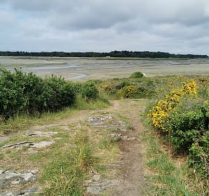 Petite boucle fleurie dans la baie de Plouharnel - Plouharnel - 3