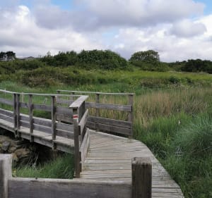Petite boucle fleurie dans la baie de Plouharnel - Plouharnel - 5