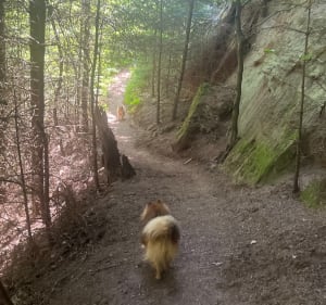 Balade entre forêt et rochers à La Petite Pierre - La Petite-Pierre - 4