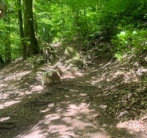 Balade entre forêt et rochers à La Petite Pierre - La Petite-Pierre - 5