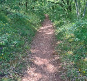 Dunes et Sentier de Maraval - Labarthe-Bleys - 4