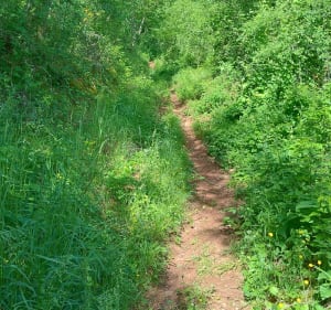 Dunes et Sentier de Maraval - Labarthe-Bleys - 5