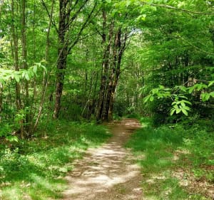Sentier forestier du Bois de Leppo - Montrevault-sur-Èvre - 3