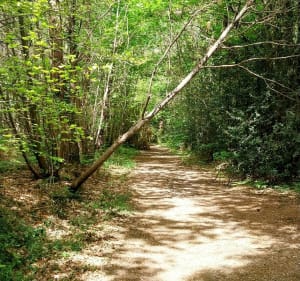 Sentier forestier du Bois de Leppo - Montrevault-sur-Èvre - 4