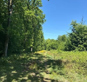 Balade en sous bois de Mormal - Locquignol - 4