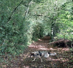 Le Puech del Carbonniès - Berlats - 3