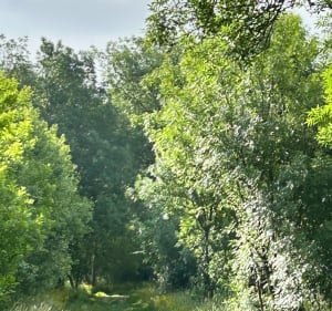 Autour d’Auzielle - Auzielle - 3