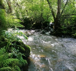 Fontaine Goyon - Besse-et-Saint-Anastaise - 3