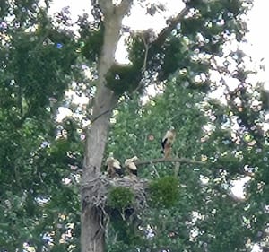 À la rencontre des cigognes à Janville - Janville - 4