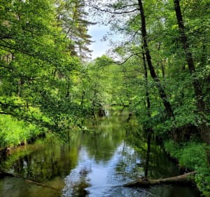 Dookoła j.Głębokie -pierwszy zbiornik zaporowy na rz. Słupia - Gałęzów - 4