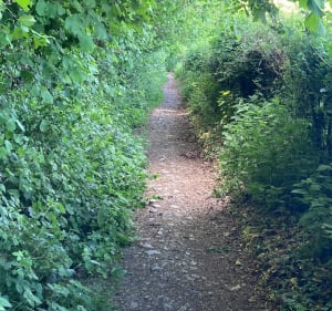 Entre champ et forêt à Ferrière-la-Grande - Ferrière-la-Grande - 3