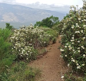 Tour de Goa, Pic de la Pena et Col de Jou - Vernet-les-Bains - 5