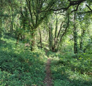 La vallée du Costour - Le Relecq-Kerhuon - 3