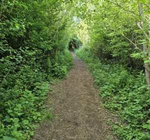 Sentier de la forêt autour de Merlimont - Merlimont - 4