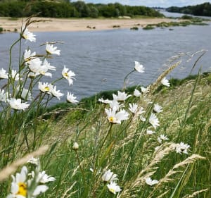 Balade nature et reposante le long de la Loire - Jargeau - 4