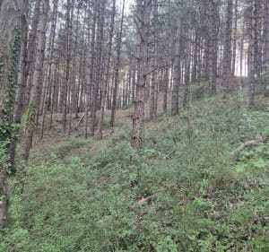 Entre dunes et forêt au départ de Merlimont - Merlimont - 3