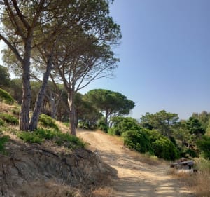 Entre plage et maquis vers Algajola - Corbara - 5
