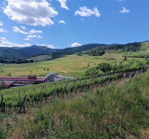 Autour des vignes de Turckheim - Turckheim - 3