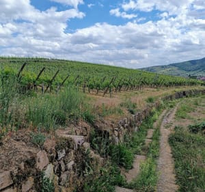 Autour des vignes de Turckheim - Turckheim - 5