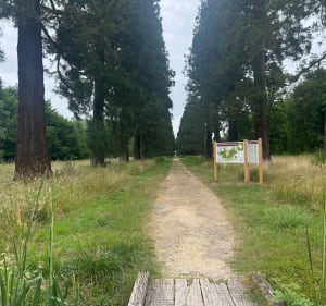 Forêt de Ferrières et Bois des Pucelles - Ferrières-en-Brie - 5