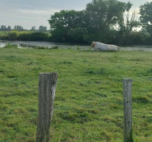 Randonnée de la Belou de Dompierre, par Villedoux - Dompierre-sur-Mer - 3