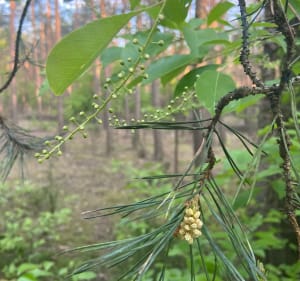 Pętla od Moniuszki, lasem i Żeromskiego - Sabina - 2