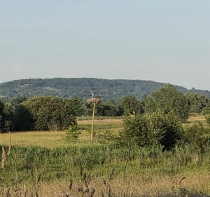 Balade entre champs et Marais à Canapville - Canapville - 4