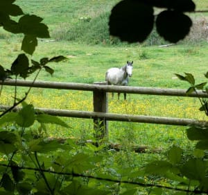 Livet sur Authou - Moulin et lavoirs - Livet-sur-Authou - 4