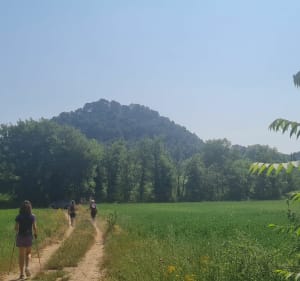 Randonnée à l'ombre des pins de Venelles - Venelles - 3