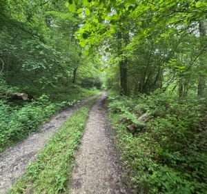 Bégole, lac et chemin forestier - Bégole - 3