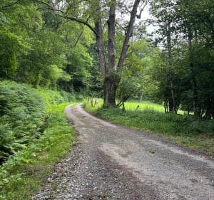 Bégole, lac et chemin forestier - Bégole - 4
