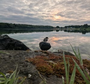 Le lac de Wingles - Douvrin - 3