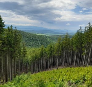Wokół Chełmca na pętlę Lesistej Wielkiej i Dzikowca - Wałbrzych - 4