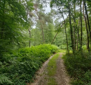 Saint-Aubin-le-Guichard, voies communales et chemins, par la Soudière - Mesnil-en-Ouche - 3