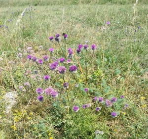 Boqueteaux , plaines et vergers - Wasselonne - 3