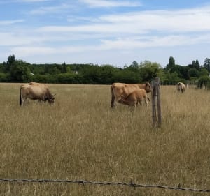 Boucle nature et diversité autour du Mée-sur-Seine - Le Mée-sur-Seine - 4