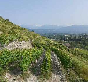 Les Tours de Chignin par les vignes - Montmélian - 3