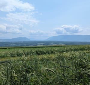 Entre Léaz et Longeray - Léaz - 3