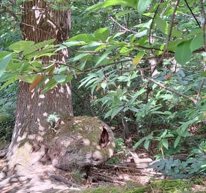 Balade en forêt au départ de Piscop - Piscop - 5