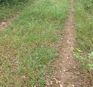 Super balade dans la Forêt de la Garrigue - Cazals - 3