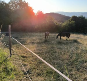 Balade aux ruches et chevaux - Saint-Vérand - 4