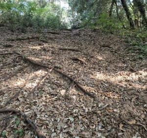 Forêt autour de Brem-sur-Mer - Brem-sur-Mer - 3