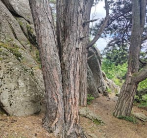 Paysages magnifiques de Cournols aux gorges de la Monne - Cournols - 4
