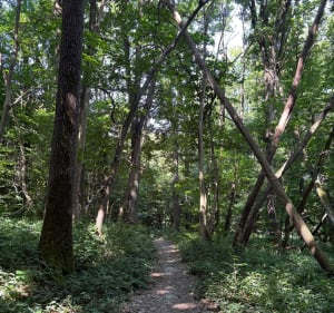 Balade dans la forêt de Meridon - Saint-Rémy-lès-Chevreuse - 4