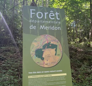 Balade dans la forêt de Meridon - Saint-Rémy-lès-Chevreuse - 5
