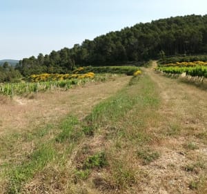Balade du Malmont au domaine du Dragon - Draguignan - 3
